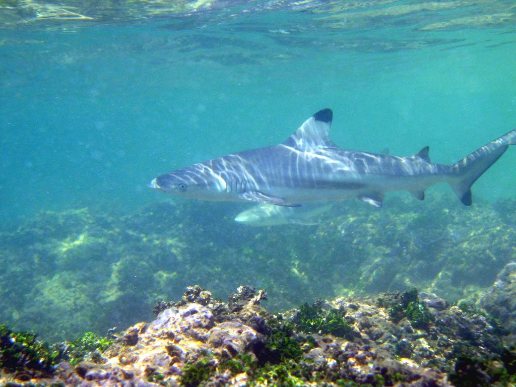 Хиккадува, Шри-Ланка, фото № 52567 – фотографии Шри-Ланки