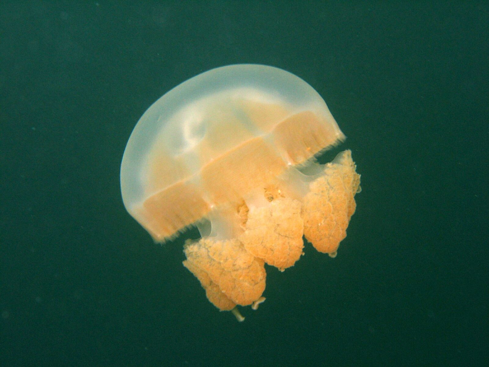 Медуза в водах слабосолёного озера Медуз на островке Эил-Малк – фотографии Палау