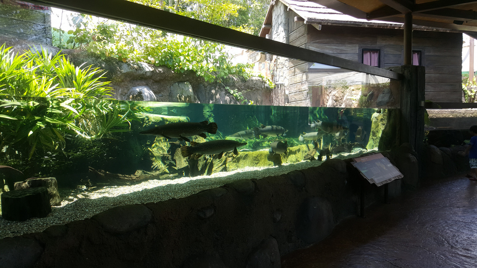 Парк "Речное Сафари", Сингапур. Фото 3 – фотографии Сингапура