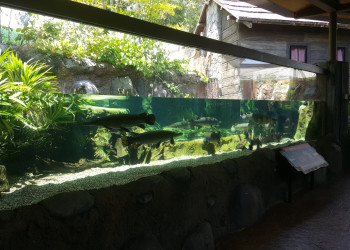 Парк "Речное Сафари", Сингапур. Фото 3 – фотографии Сингапура