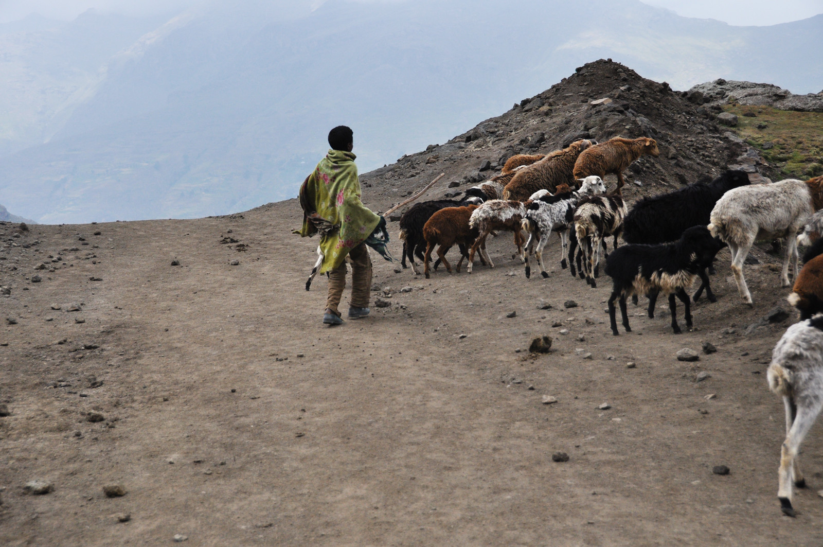 Горный национальный парк – фотографии Эфиопии