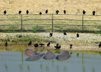 Биопарк Эстрелла (Bioparque Estrella). Фото 2 – фотографии Мексики