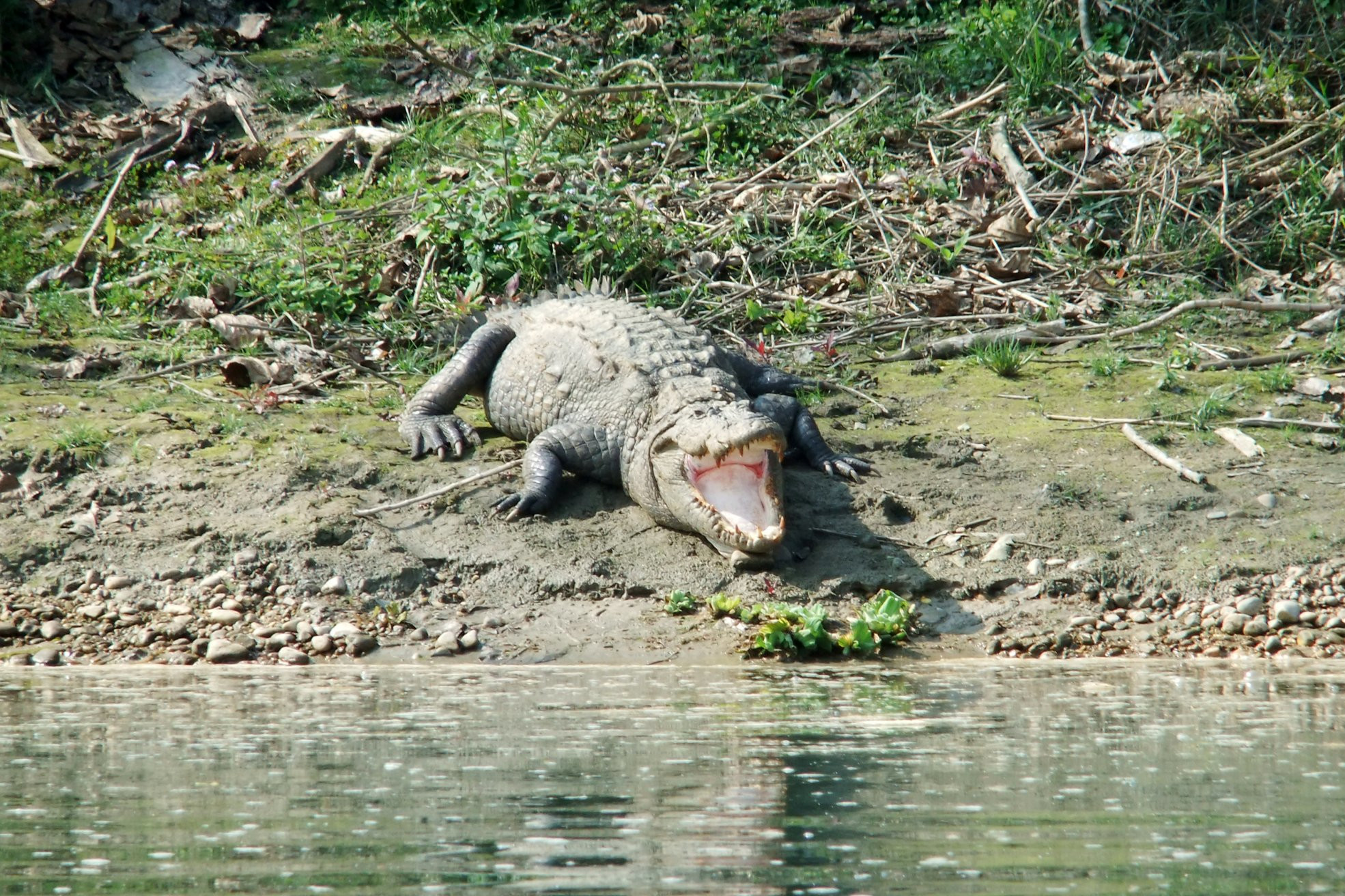 Крокодил – фотографии Непала