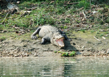 Крокодил – фотографии Непала