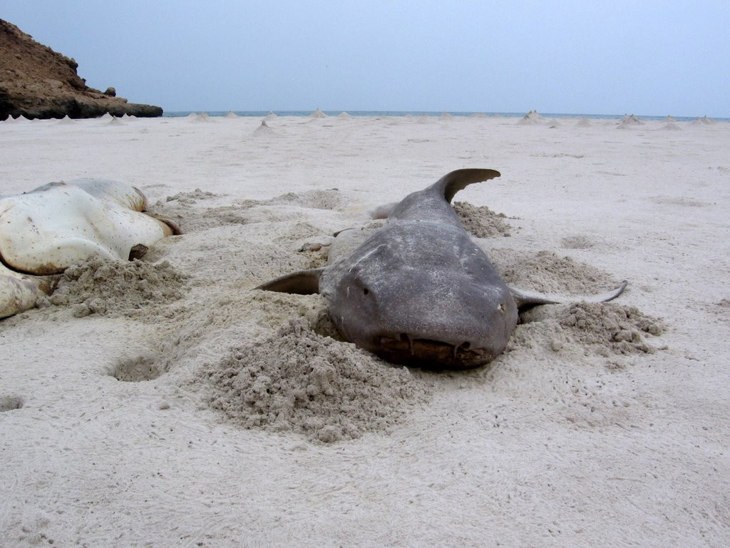 Остров Сокотра (Socotra) в Йемене. Фото 3 – фотографии Йемена