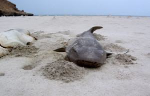 Остров Сокотра (Socotra) в Йемене. Фото 3 – фотографии Йемена