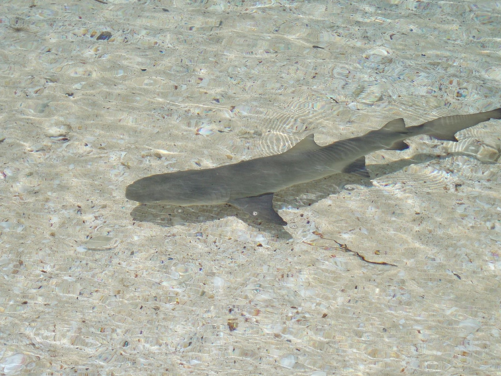 Рыба на острове Эльютера, Багамские острова – фотографии Багамских островов