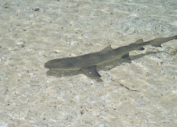 Рыба на острове Эльютера, Багамские острова – фотографии Багамских островов