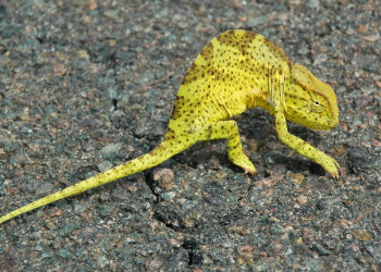 Камерун, фото № 3753 – фотографии Камеруна