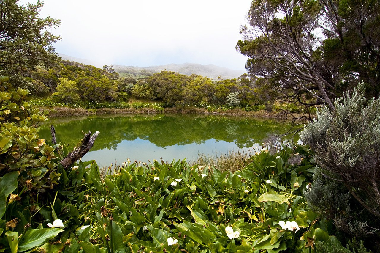 Плень-де-Палмист, Реюньон, фото № 25650 – фотографии Реюньона