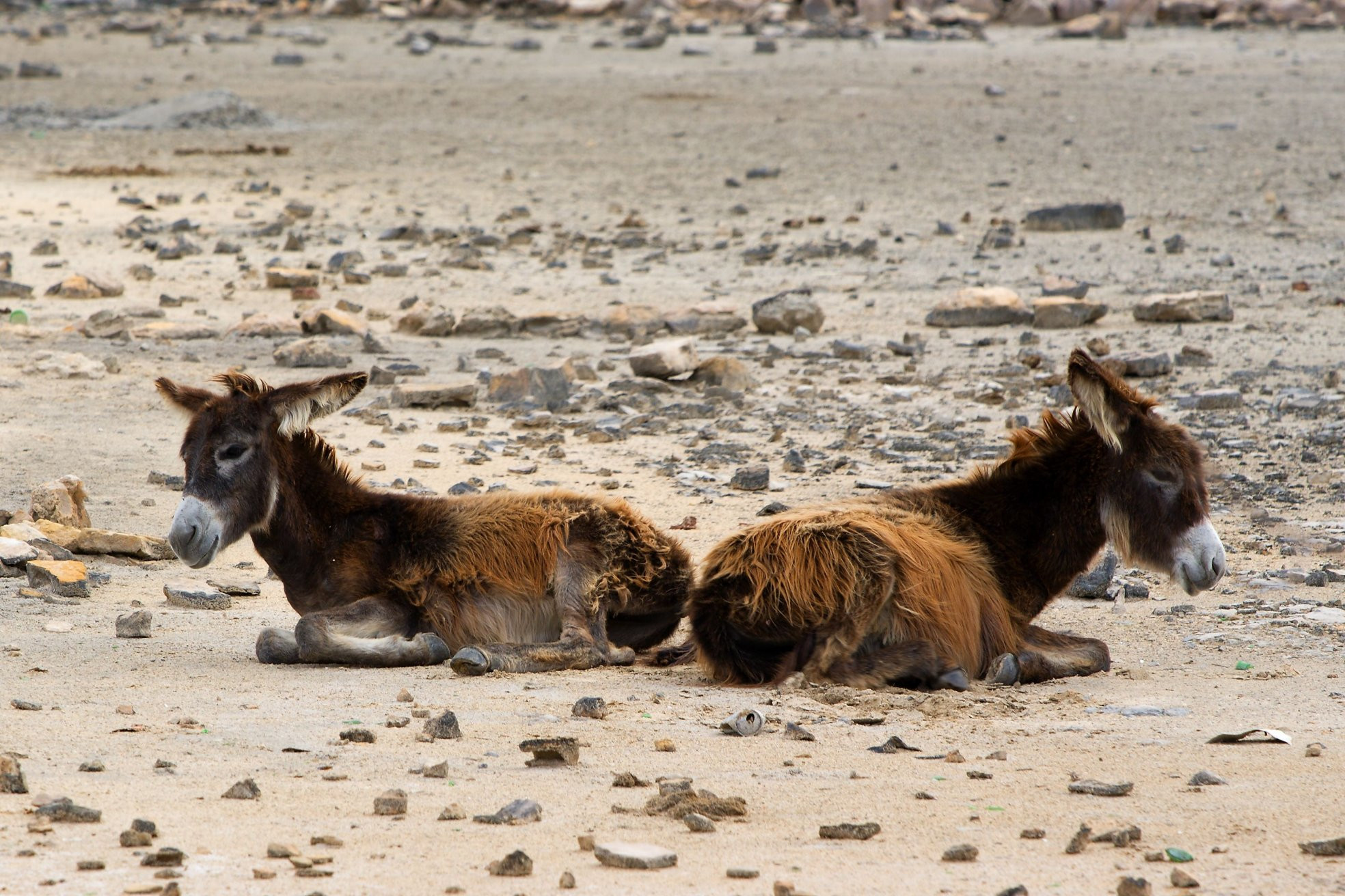 Turks Islands – фотографии Тёркс и Кайкос