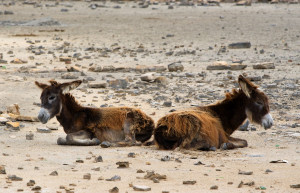 Turks Islands – фотографии Тёркс и Кайкос