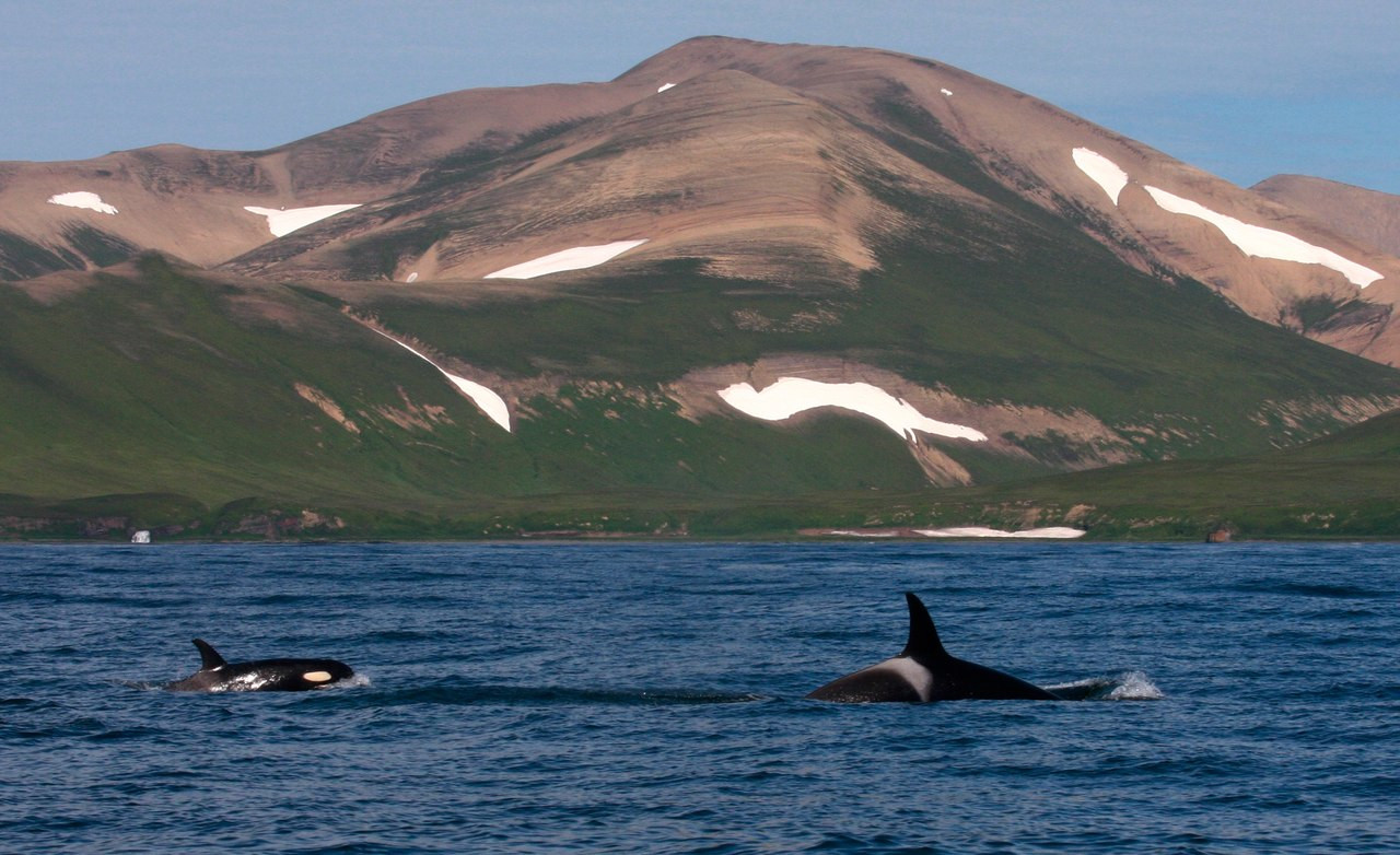 Командорские острова, Россия. Фото 24 – фотографии России