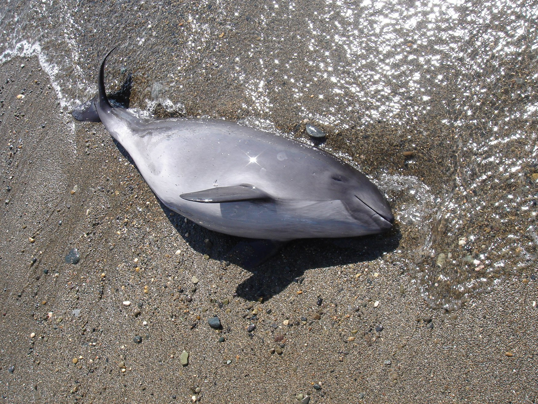 Рыба на пляже в Сухум, Абхазия – фотографии Абхазии