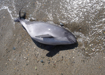 Рыба на пляже в Сухум, Абхазия – фотографии Абхазии