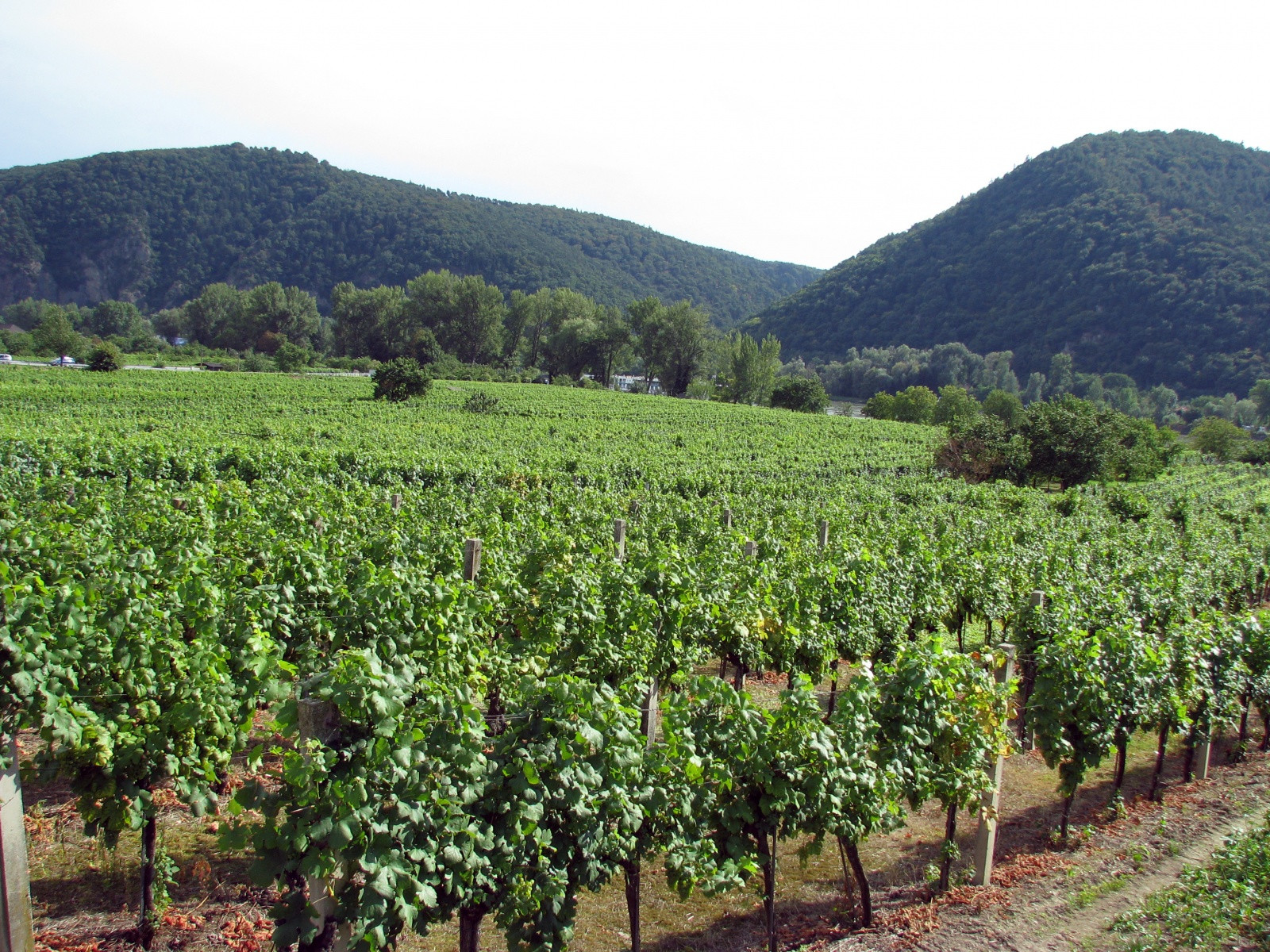 Виноградники Дюрнштайна – фотографии Австрии