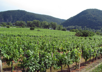 Виноградники Дюрнштайна – фотографии Австрии