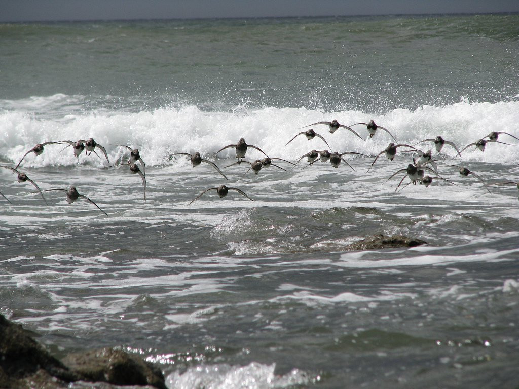 Плайя Лангоста, Гуанакасте провинция, Коста-Рика, фото № 39582 – фотографии Коста-Рики