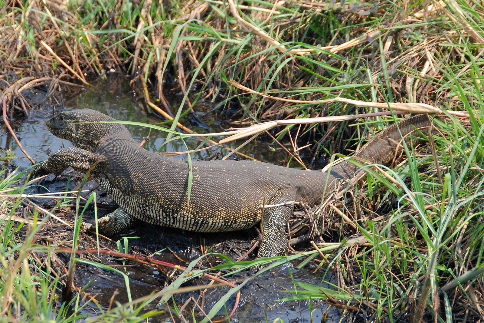 elukas – фотографии Ботсваны