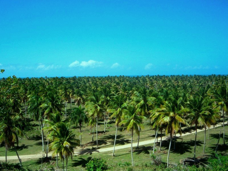 Доминикана, фото № 504 – фотографии Доминиканы