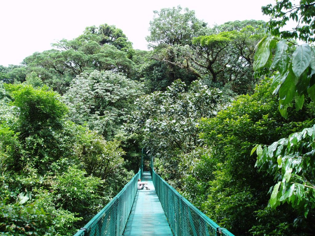 Монтеверде, Пунтаренас провинция, Коста-Рика, фото № 40770 – фотографии Коста-Рики