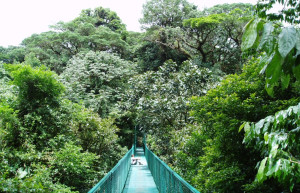 Монтеверде, Пунтаренас провинция, Коста-Рика, фото № 40770 – фотографии Коста-Рики