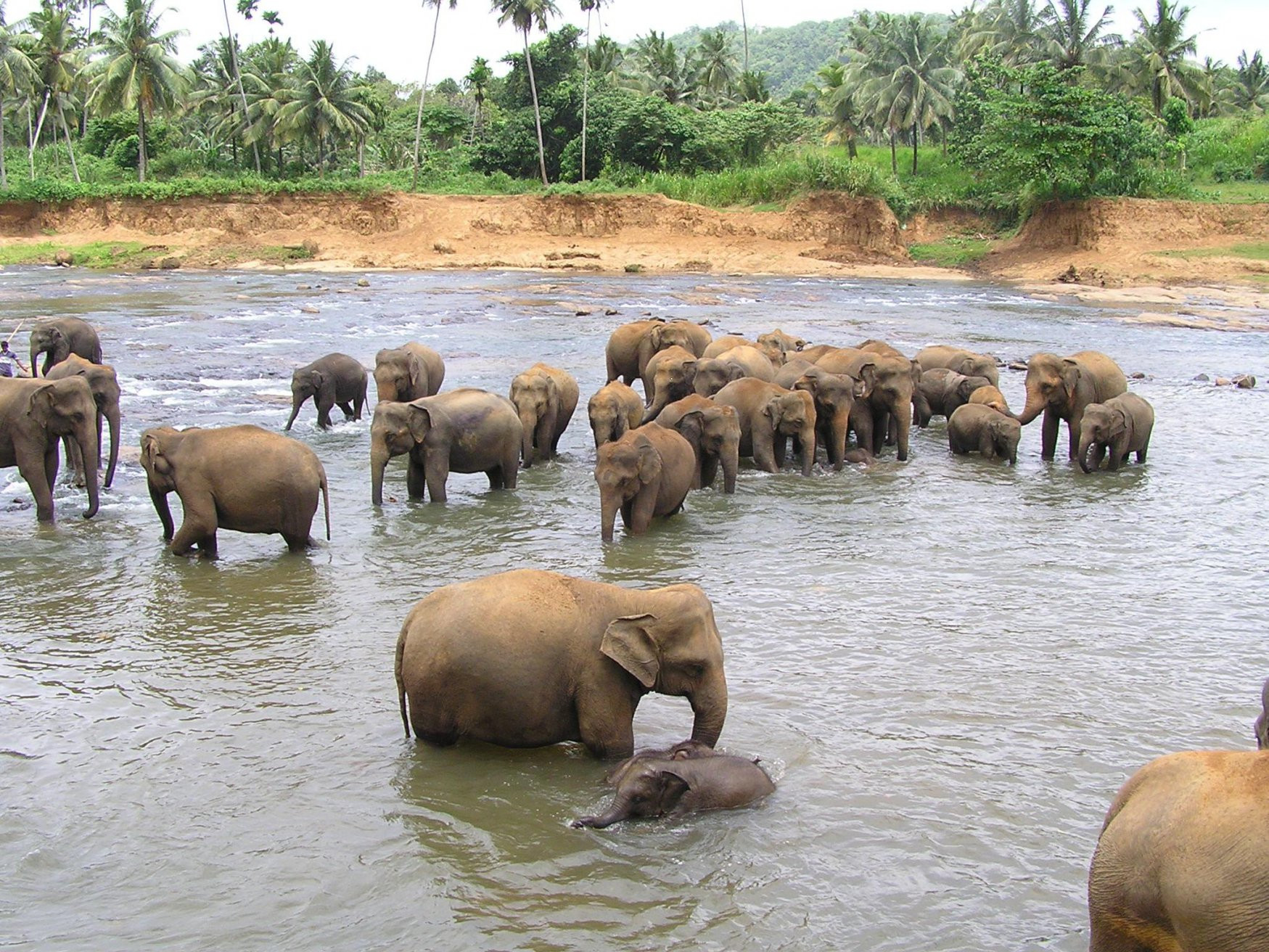 Шри-Ланка, фото № 1180 – фотографии Шри-Ланки
