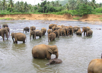 Шри-Ланка, фото № 1180 – фотографии Шри-Ланки