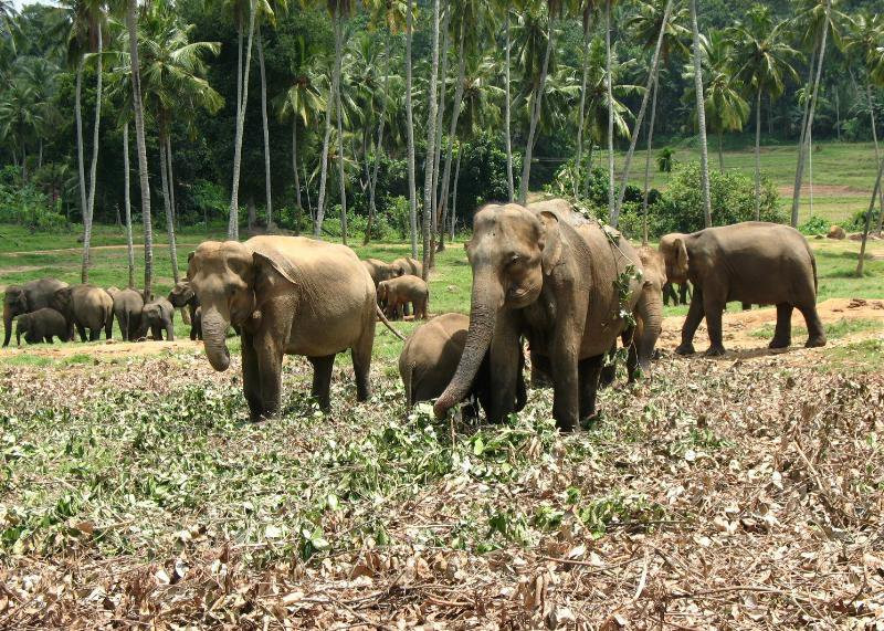 Шри-Ланка, фото № 1181 – фотографии Шри-Ланки