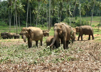 Шри-Ланка, фото № 1181 – фотографии Шри-Ланки