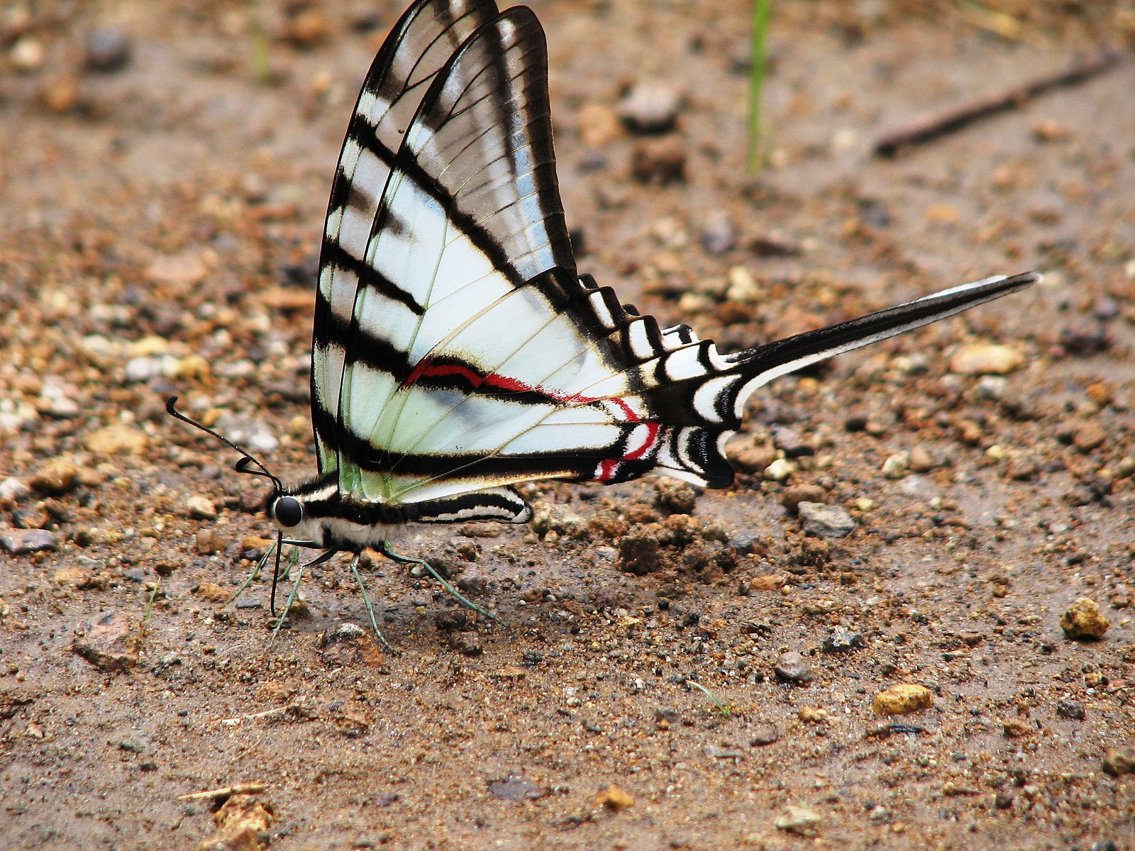 Коста-Рика, фото № 802 – фотографии Коста-Рики