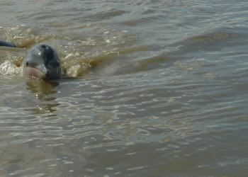 Суринам, фото № 4662 – фотографии Суринама