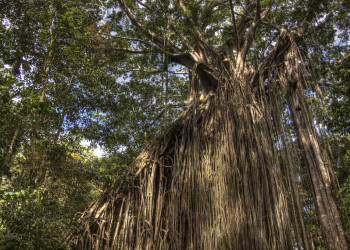 Дерево-занавес (Curtain Fig Tree). Атертон. Фото 1 – фотографии Австралии