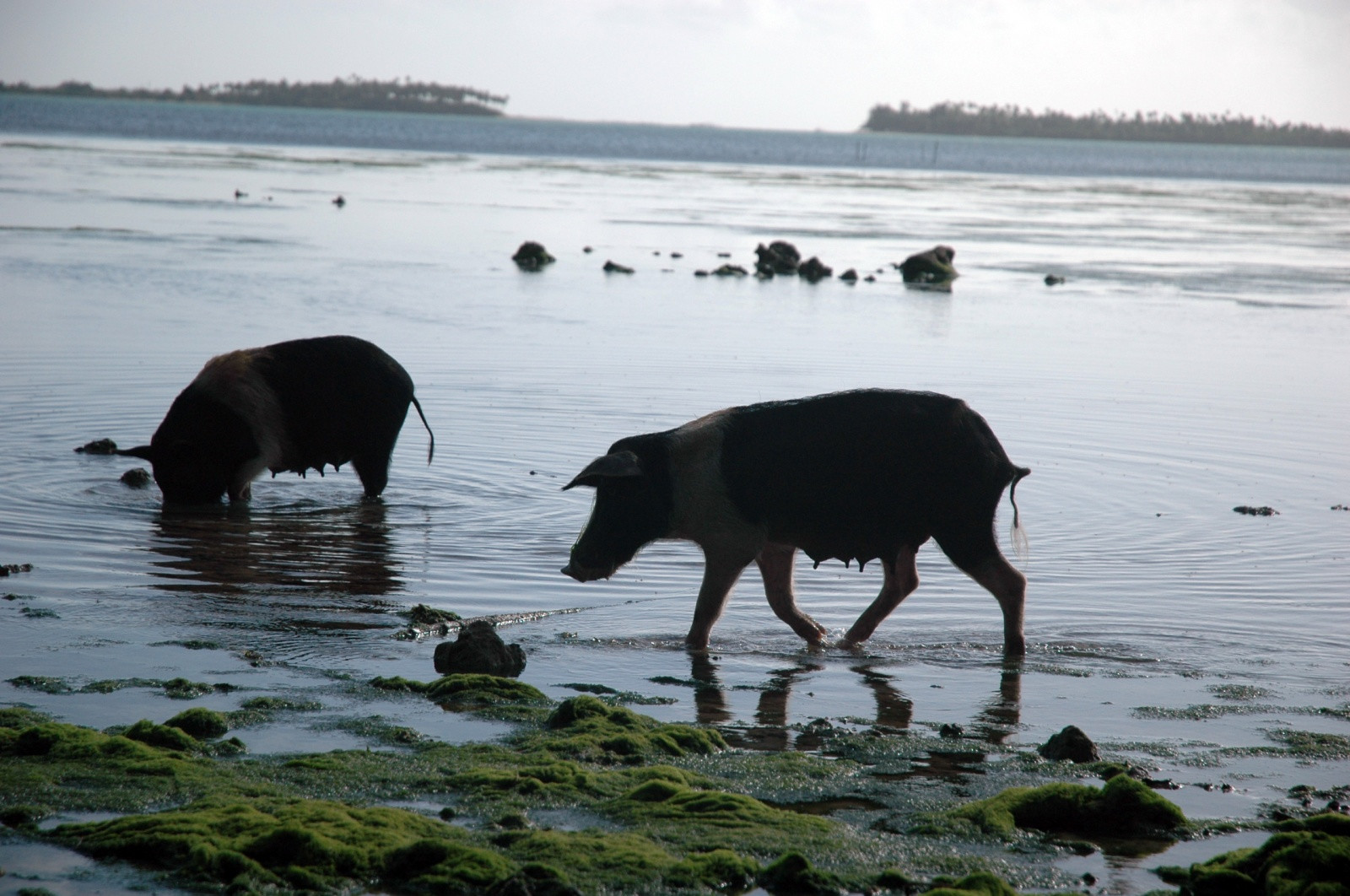 Хрюшки на острове Тонгатапу – фотографии Тонги