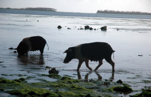 Хрюшки на острове Тонгатапу – фотографии Тонги