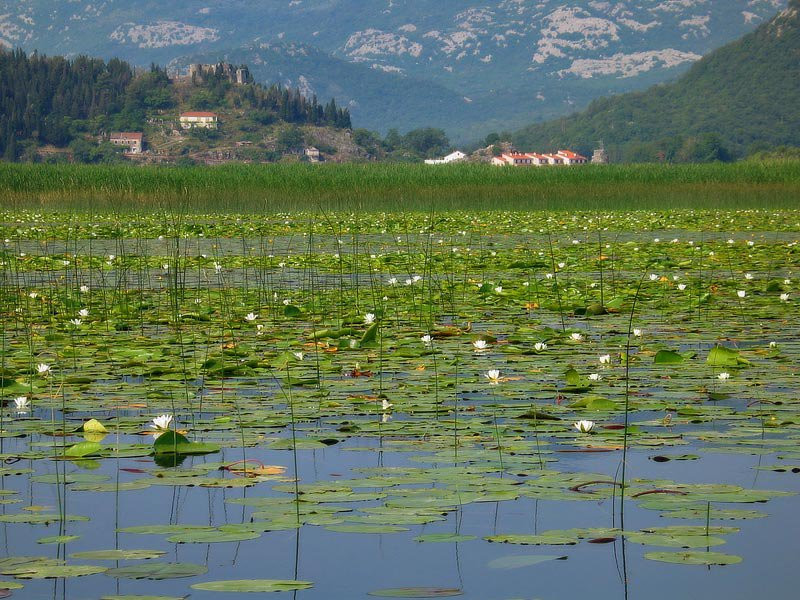 Скадарское озеро, Черногория. Фото 40 – фотографии Черногории