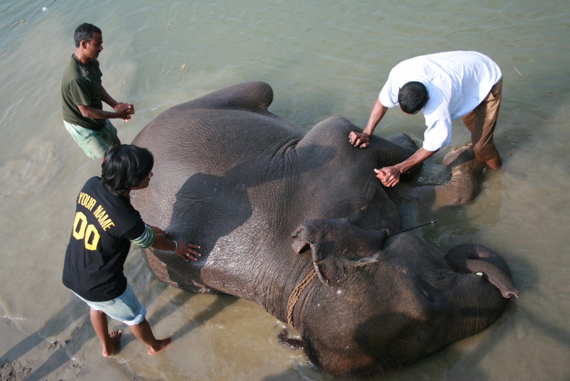 Слон принимает ванну – фотографии Непала