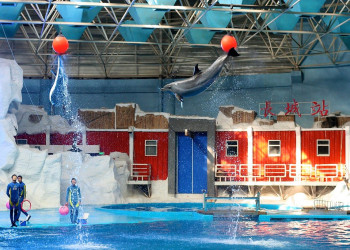 Аквариум Полярный Океанский Мир – фотографии Китая