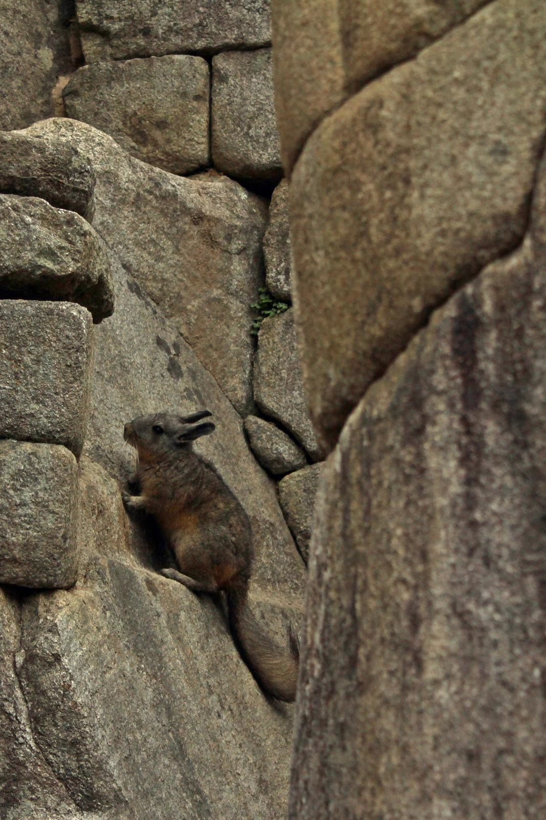 Обитатели Мачу-Пикчу – фотографии Перу