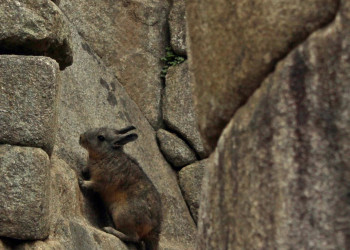 Обитатели Мачу-Пикчу – фотографии Перу