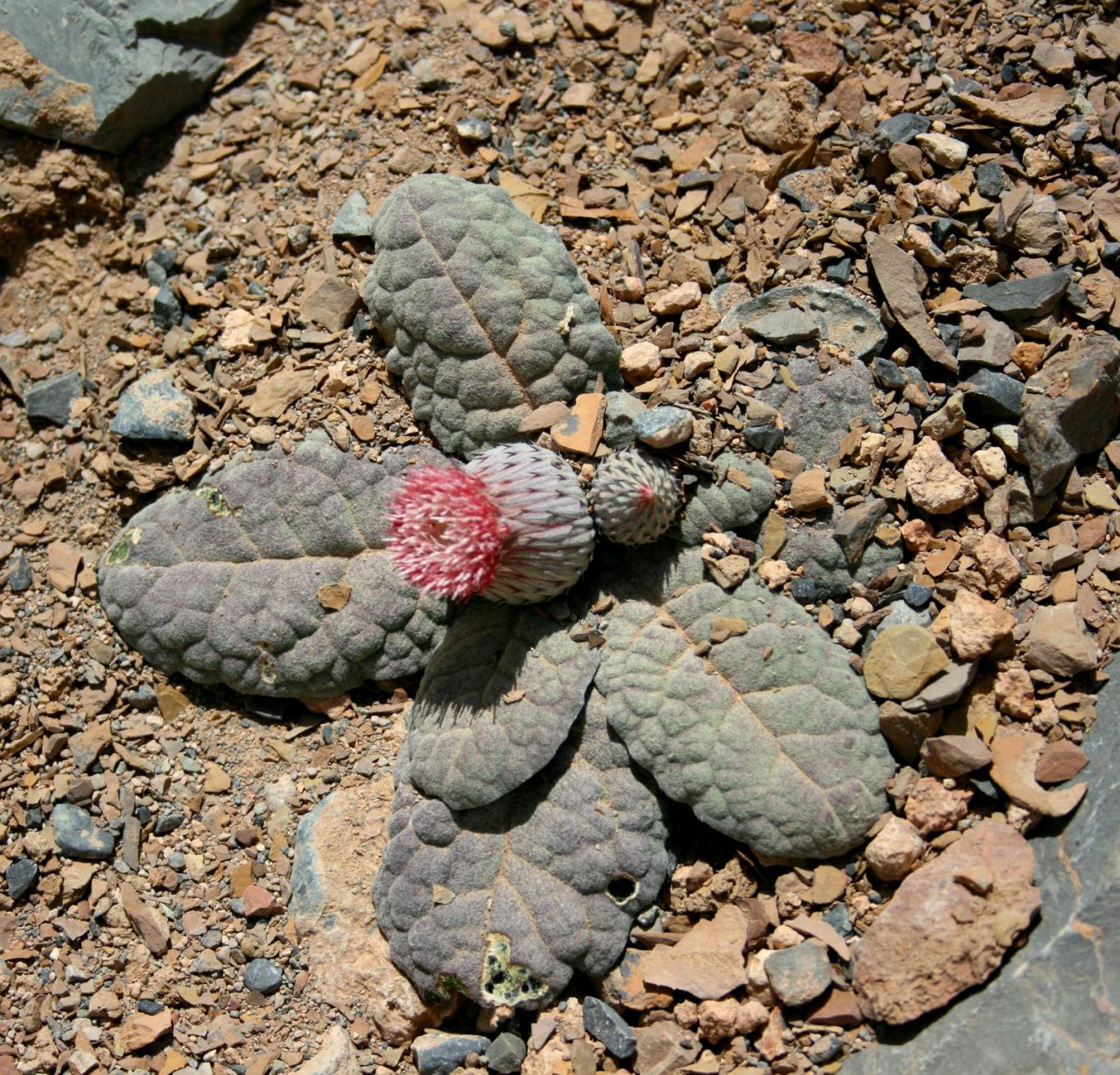 Мусандам, Оман, фото № 78087 – фотографии Омана