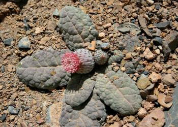 Мусандам, Оман, фото № 78087 – фотографии Омана