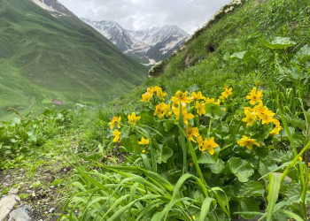 Желтые цветочки ущелья Цмиаком – фотографии России