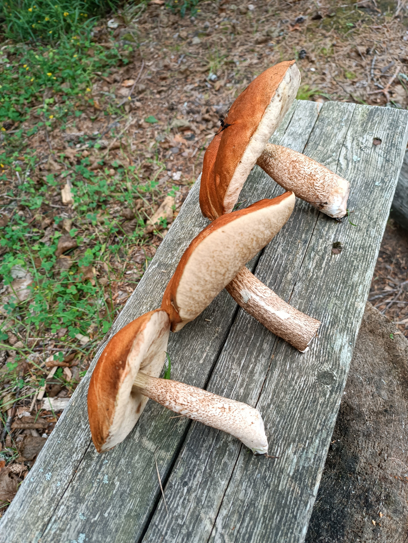 Грибочки – фотографии