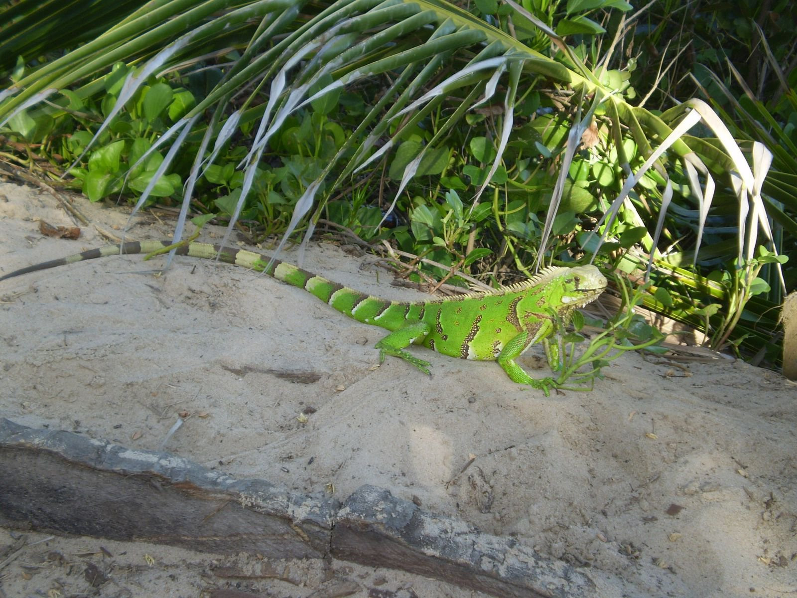Ящерица в Коста-ду-Саупе, Бразилия – фотографии Бразилии