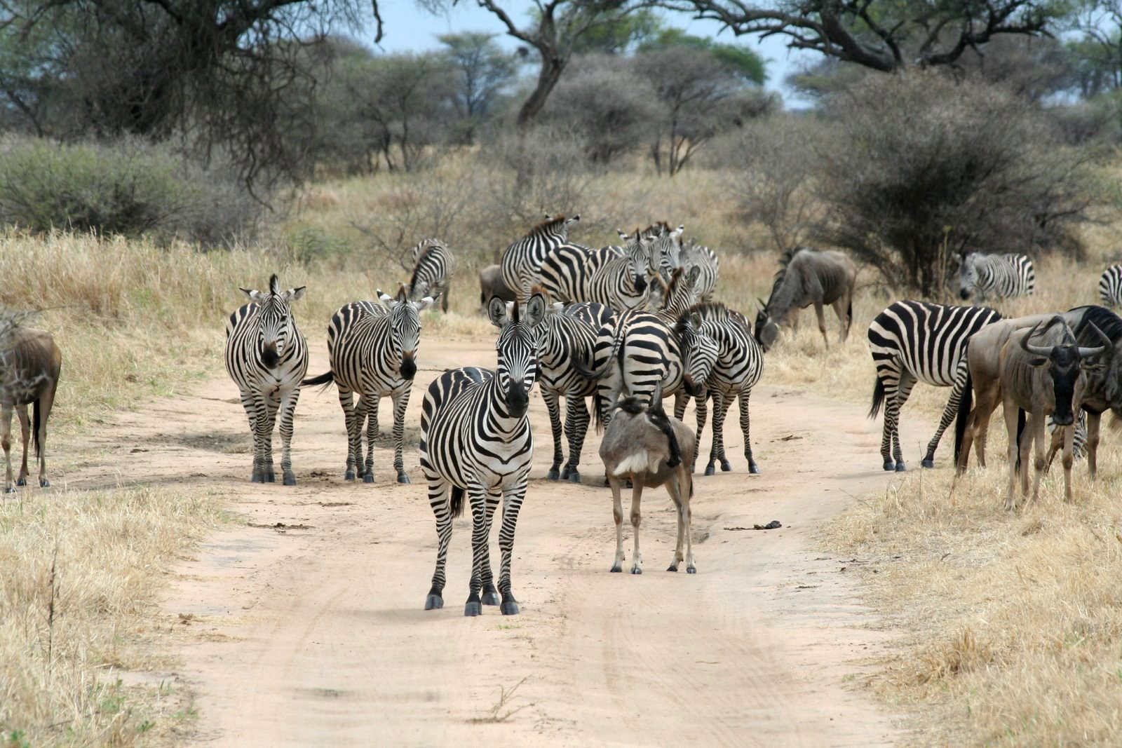 Tanzania – фотографии Танзании
