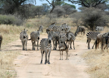 Tanzania – фотографии Танзании