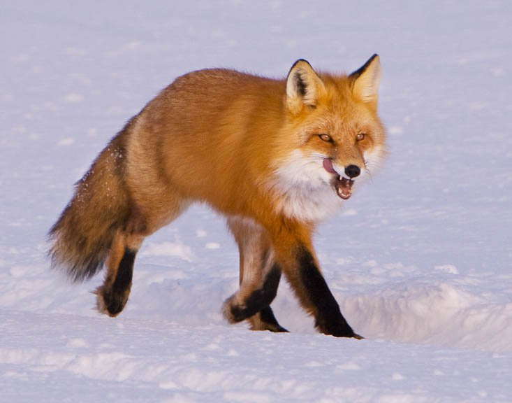 Аляска штат, США, фото № 67721 – фотографии США