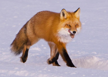 Аляска штат, США, фото № 67721 – фотографии США