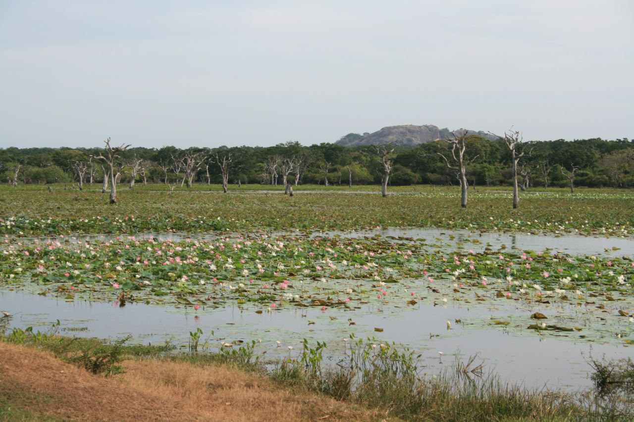Яла Национальный Парк, Шри-Ланка, фото № 52653 – фотографии Шри-Ланки
